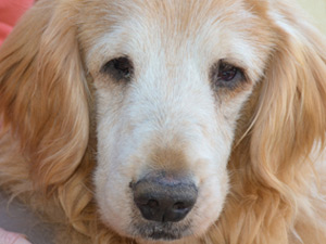 homeward bound golden retriever rescue sanctuary homeward bound golden retriever rescue sanctuary in elverta ca homeward bound golden retriever rescue sanctuary homeward bound golden retriever rescue sanctuary in elverta ca