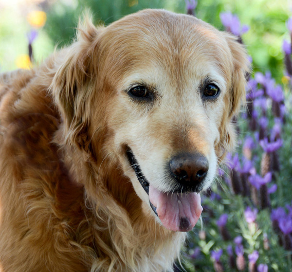 is a golden retriever right for me homeward bound golden retriever choosing the right for me is a golden retriever right for me homeward bound golden retriever choosing the right for me